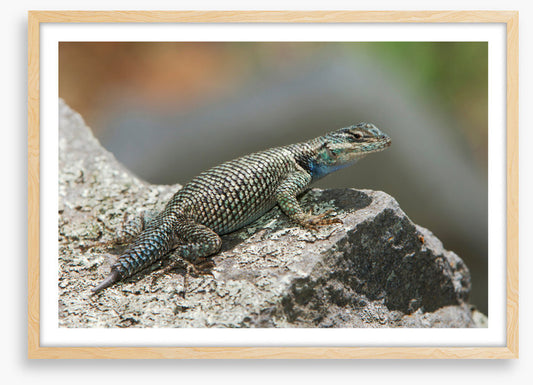 Spiny lizard ledge