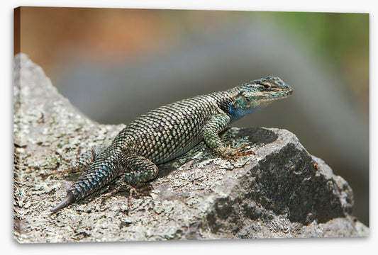 Spiny lizard ledge