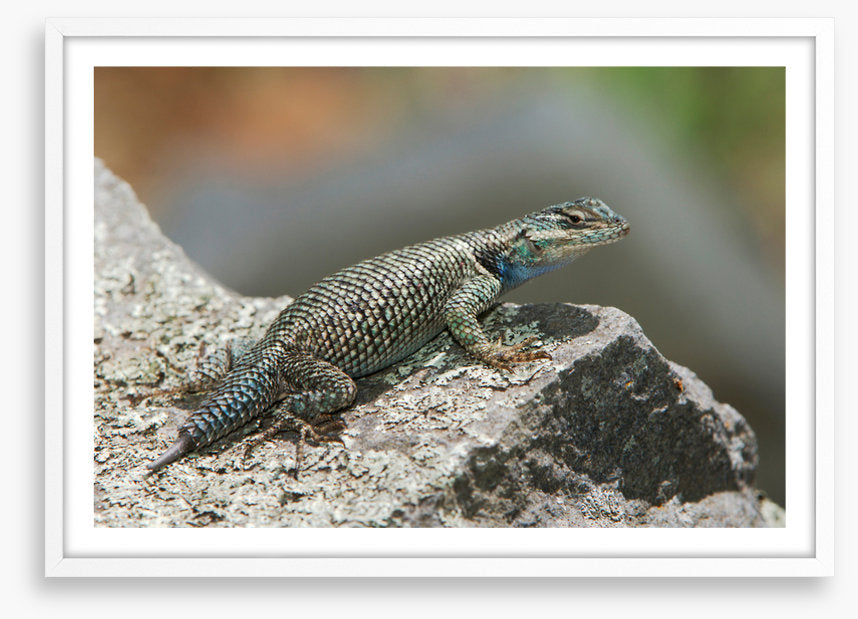 Spiny lizard ledge