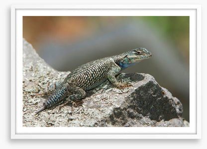 Spiny lizard ledge