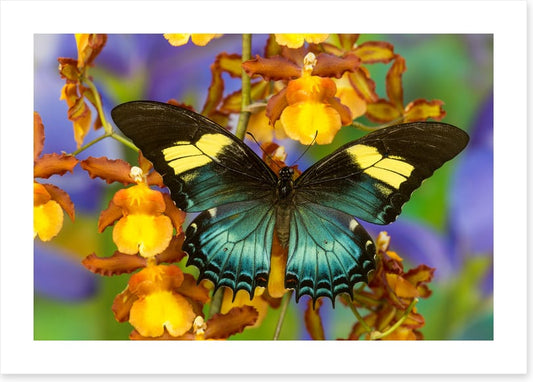Insects