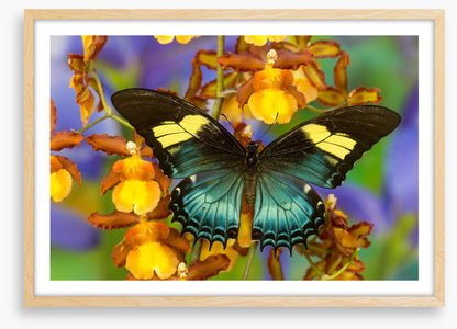 Insects