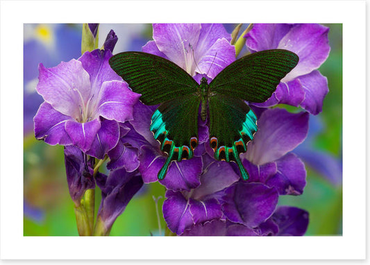 Insects