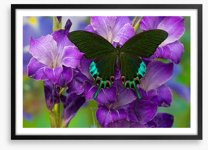 Insects