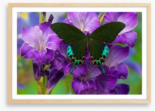 Insects