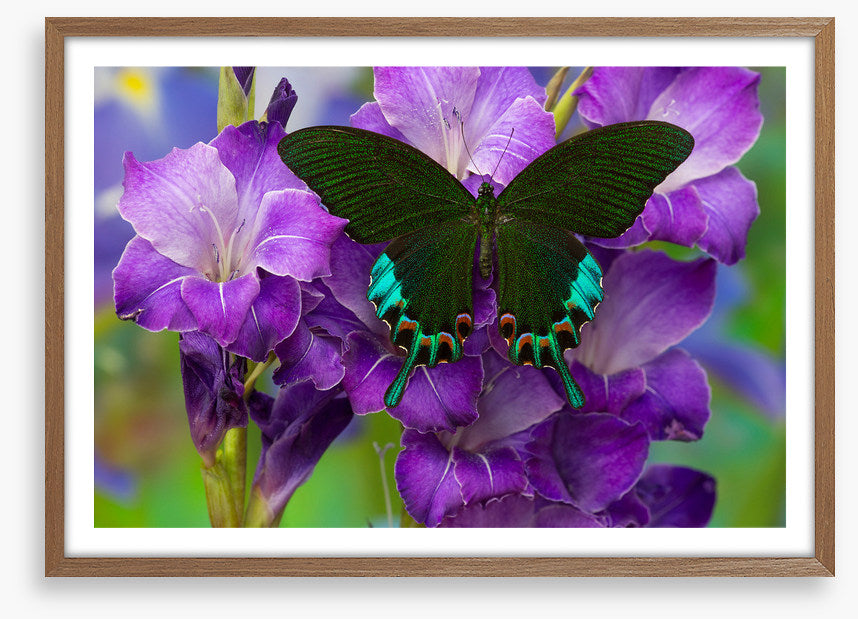 Insects