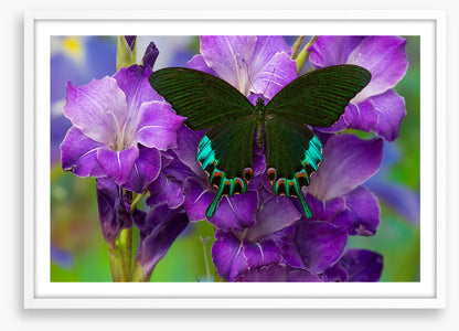 Insects