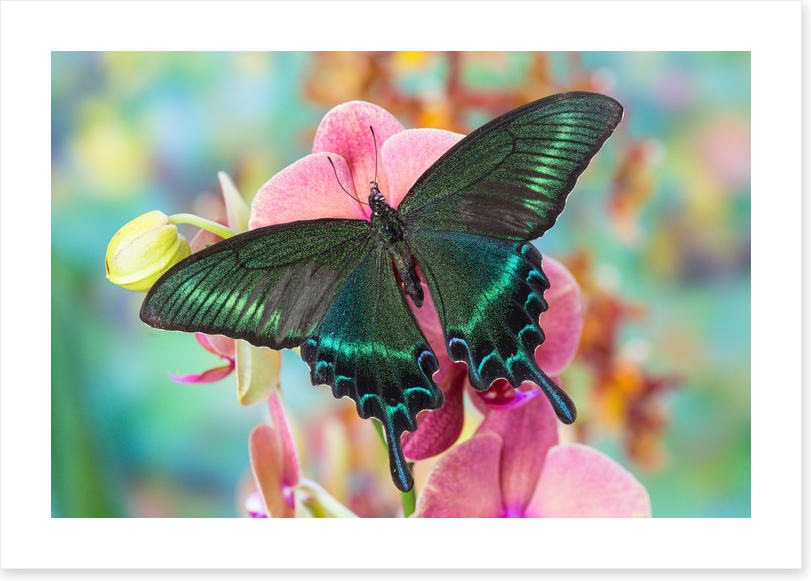 Alpine black swallowtail