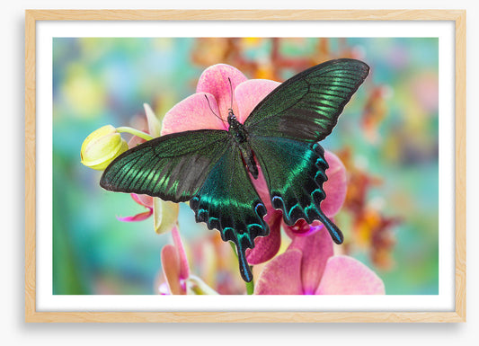 Alpine black swallowtail