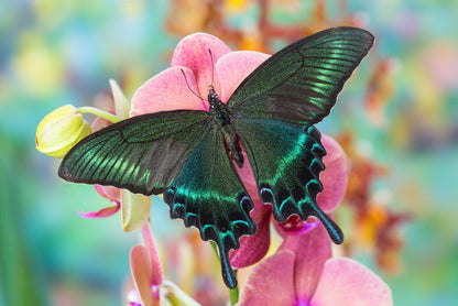 Alpine black swallowtail