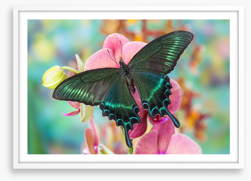 Alpine black swallowtail