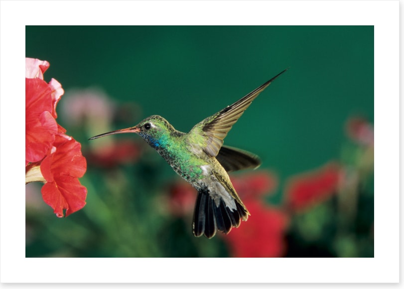 Birds