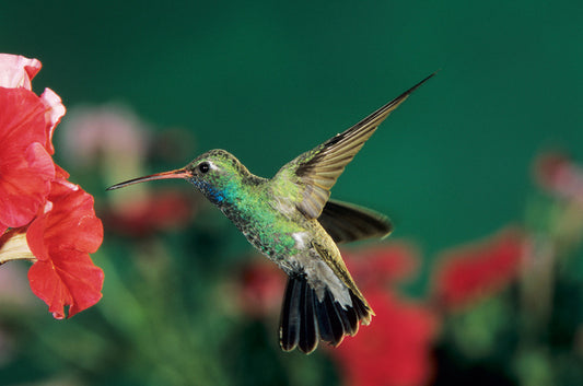 Birds