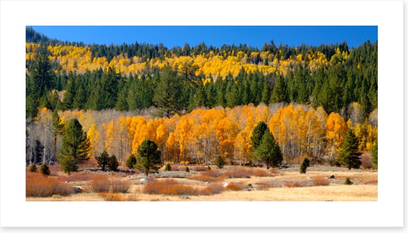 Aspens and evergreens
