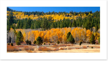 Aspens and evergreens