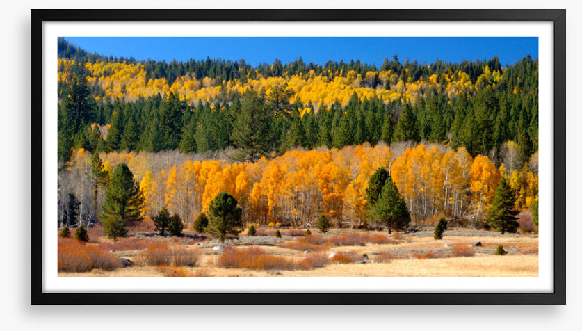 Aspens and evergreens
