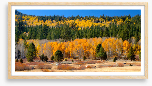 Aspens and evergreens