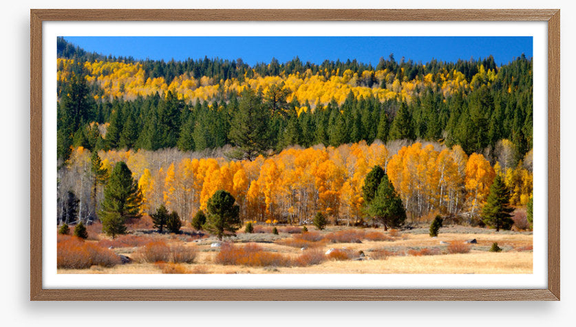 Aspens and evergreens
