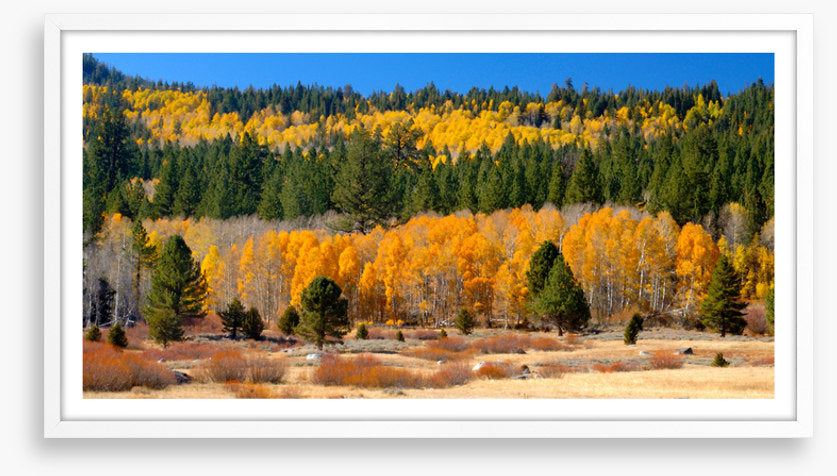 Aspens and evergreens