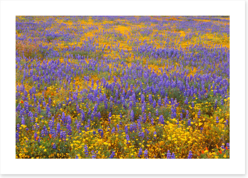 Lupine goldfield