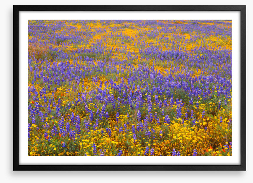 Lupine goldfield