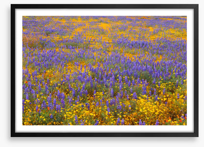 Lupine goldfield