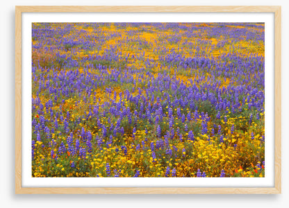 Lupine goldfield
