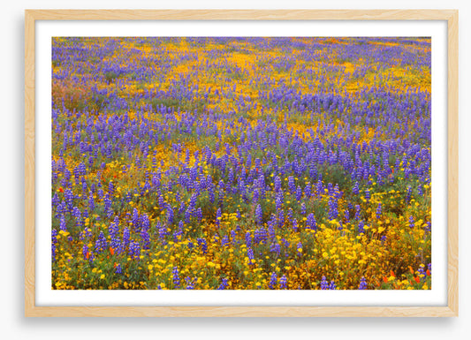 Lupine goldfield