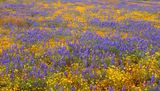 Lupine goldfield