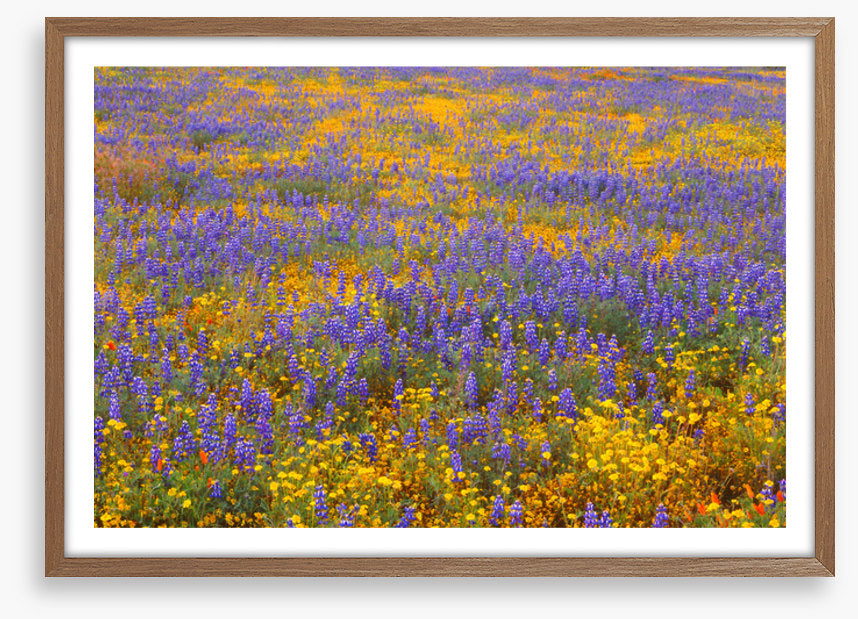 Lupine goldfield