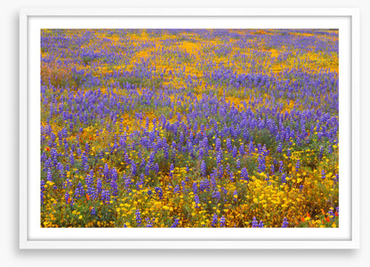 Lupine goldfield