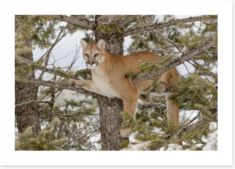 Mammals