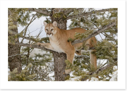 Mammals