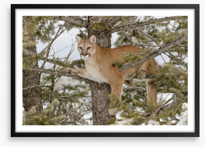 Mammals