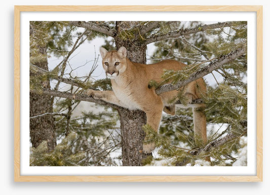 Mammals
