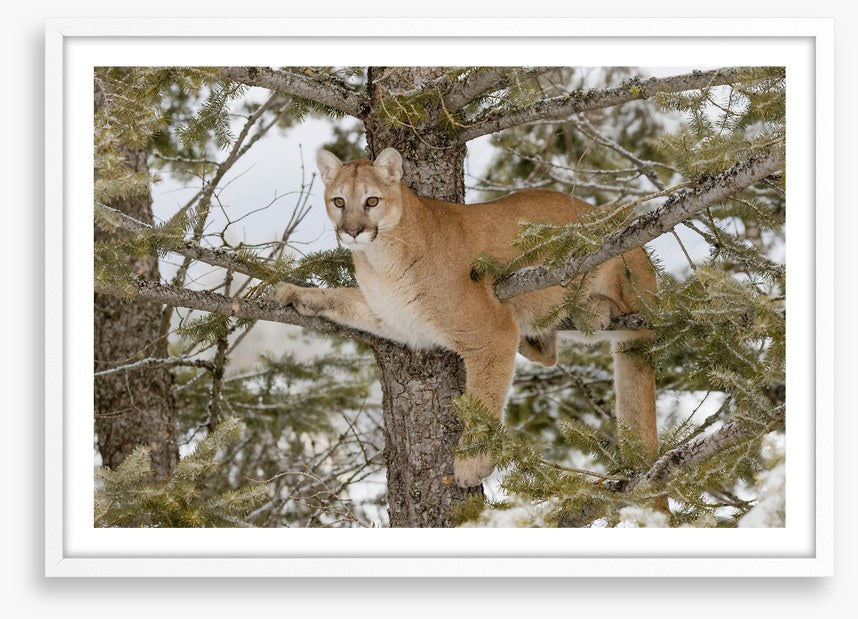Mammals