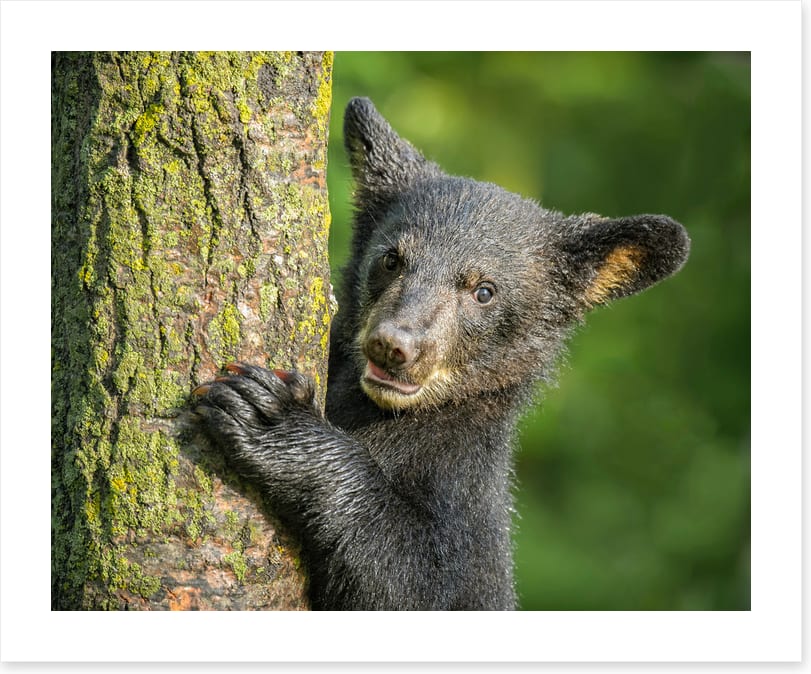 Tree hugger