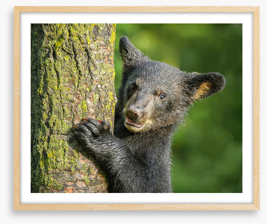 Tree hugger
