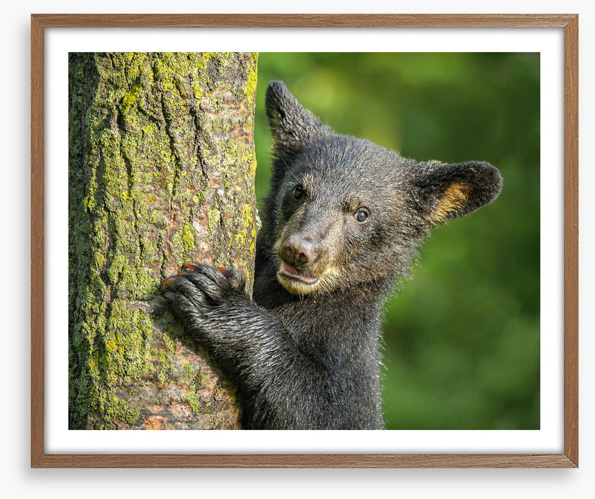 Tree hugger