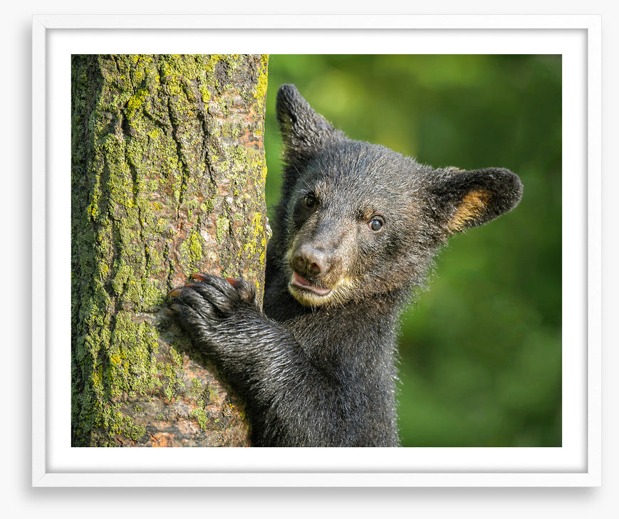 Tree hugger