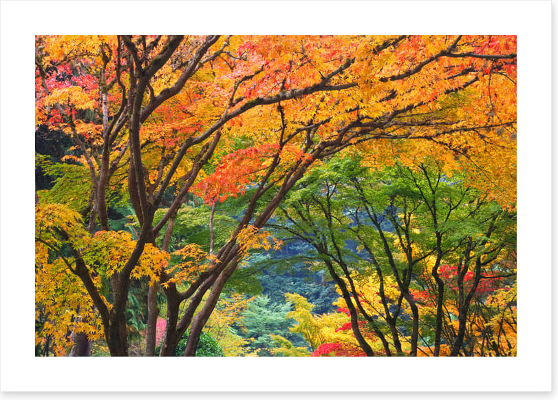 Maple medley