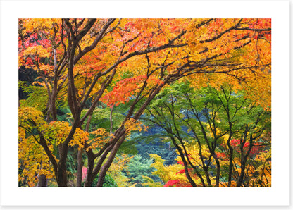 Maple medley