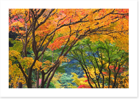Maple medley