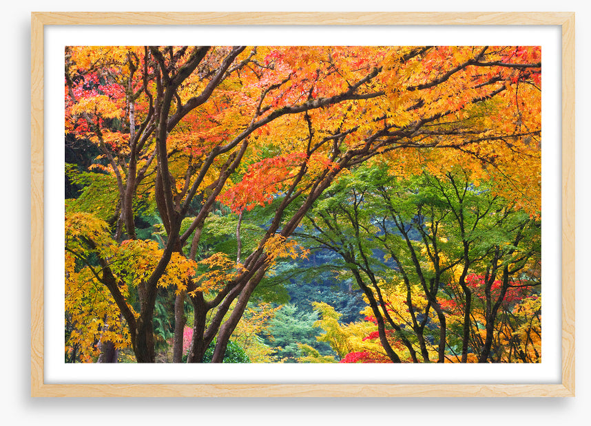 Maple medley