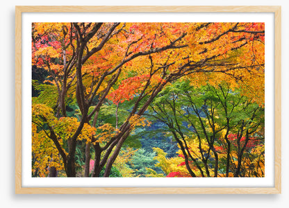 Maple medley