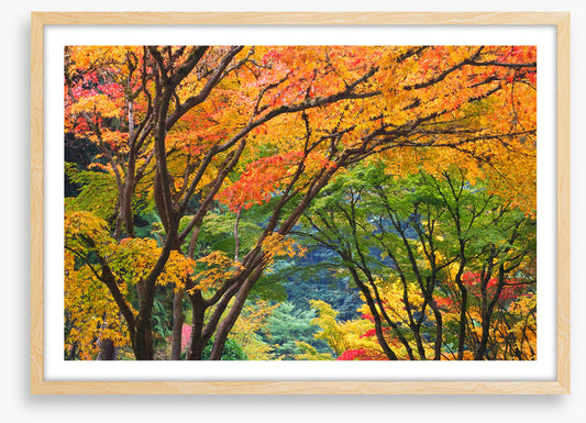 Maple medley