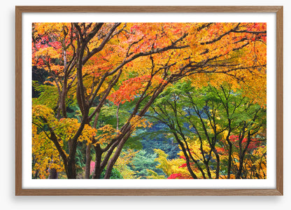 Maple medley