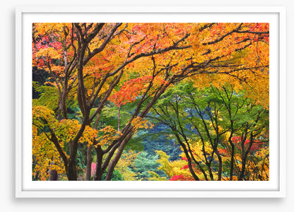 Maple medley
