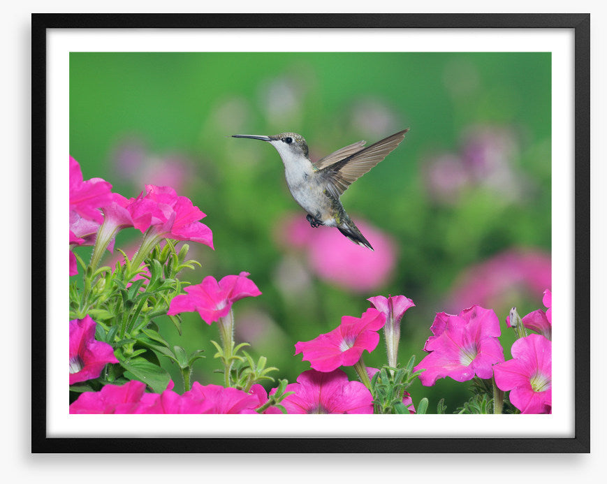 Pink petunia hummingbird