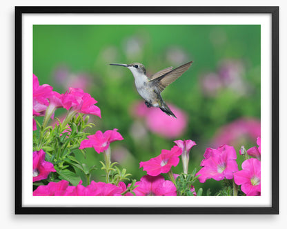 Pink petunia hummingbird